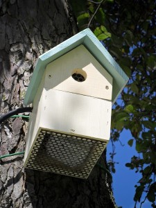 bird box 3